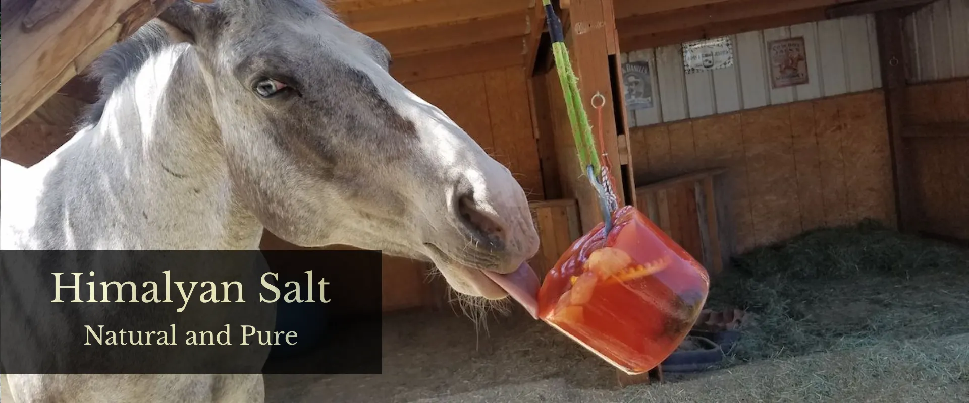 horse-licking-himalayan-salt-thumbal