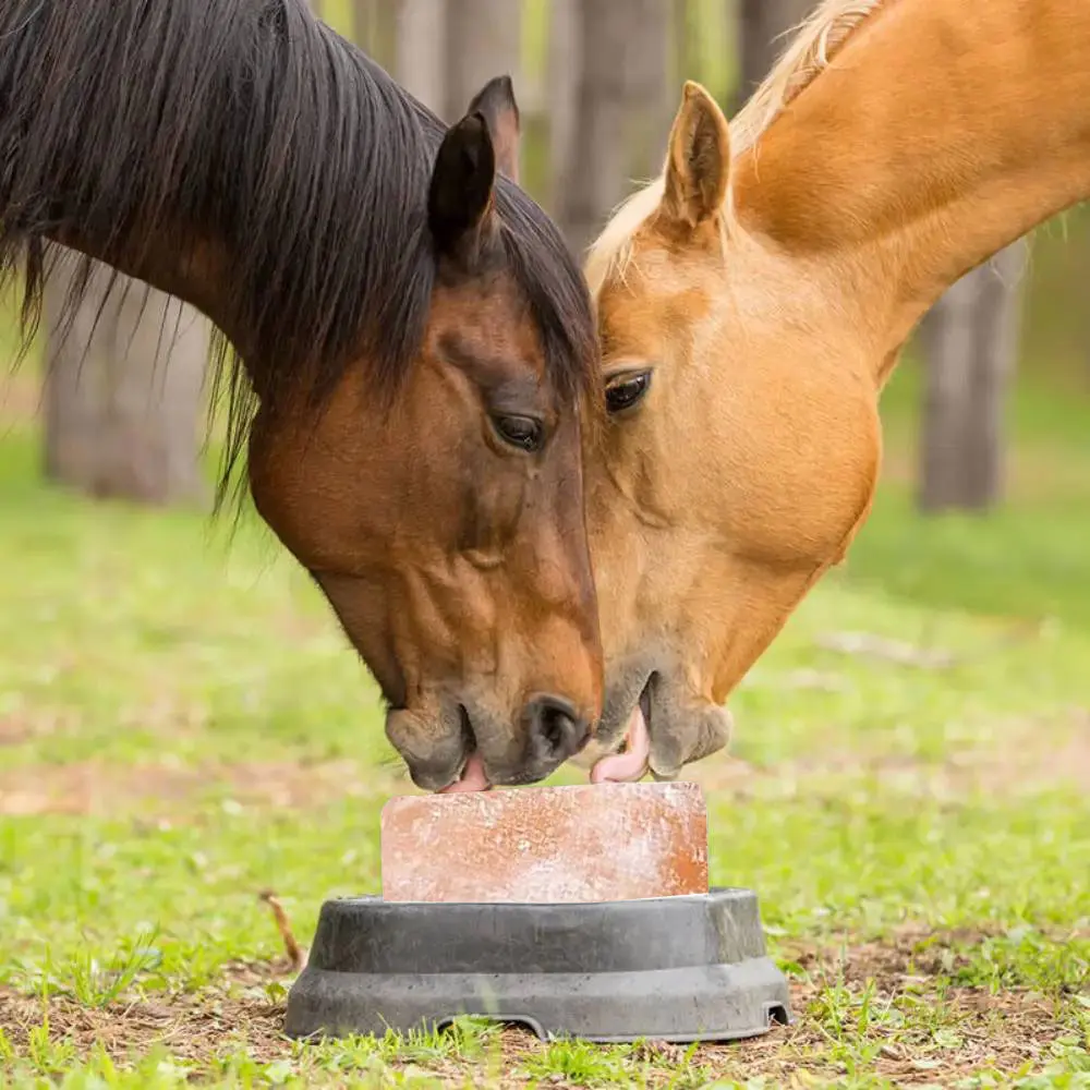 thumbal-horse-licking-saltspink